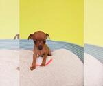 Small breeder photo