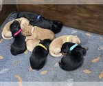Small breeder photo
