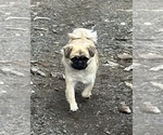Small #41 Breeder Profile image