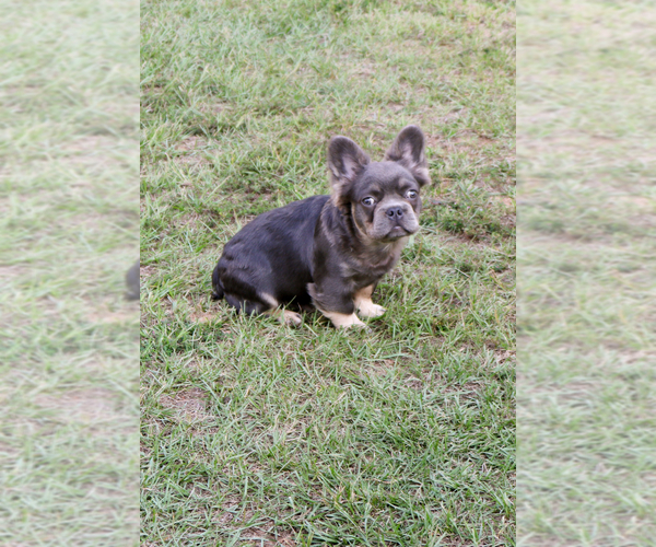 Medium Photo #31  Breeder Profile in LONGVIEW, TX, USA