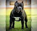 Small #1 Breeder Profile image