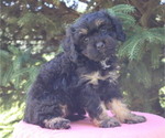 Small Photo #54  Breeder Profile in THORP, WI, USA