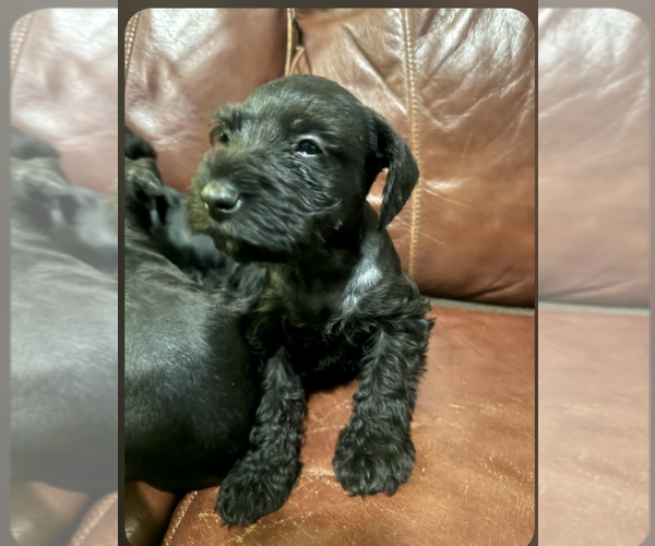 Medium Photo #1  Breeder Profile in DUARTE, CA, USA