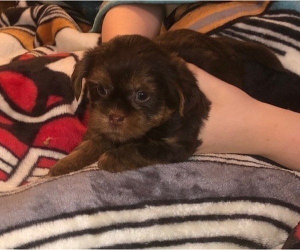 Medium Photo #27  Breeder Profile in SCOTTSDALE, AZ, USA