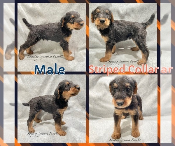 Medium Photo #1  Breeder Profile in CRAWFORDSVILLE, IN, USA
