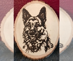 German Shepherd Dog Dog Breeder near SACRAMENTO, CA, USA