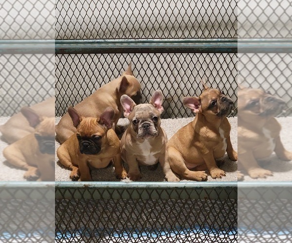 Medium Photo #1  Breeder Profile in FAYETTEVILLE, GA, USA