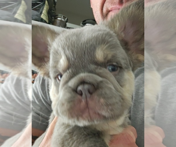 Medium Photo #19  Breeder Profile in FENTON, MO, USA