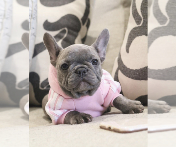 Medium Photo #4  Breeder Profile in FONTANA, CA, USA