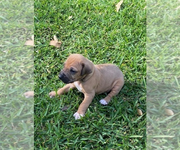 Medium Photo #1  Breeder Profile in LYONS, GA, USA