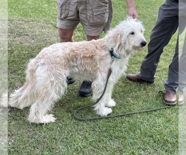 Medium Photo #2  Breeder Profile in RHINE, GA, USA