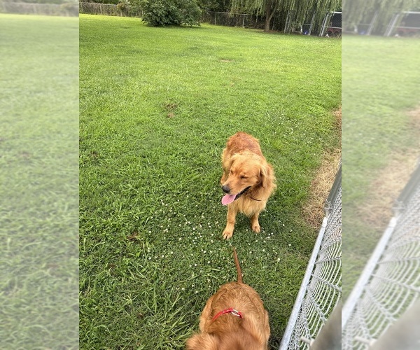 Medium Photo #10  Breeder Profile in ELIZABETH CITY, NC, USA