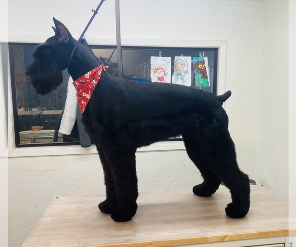 Medium Photo #1  Breeder Profile in TYLER, TX, USA