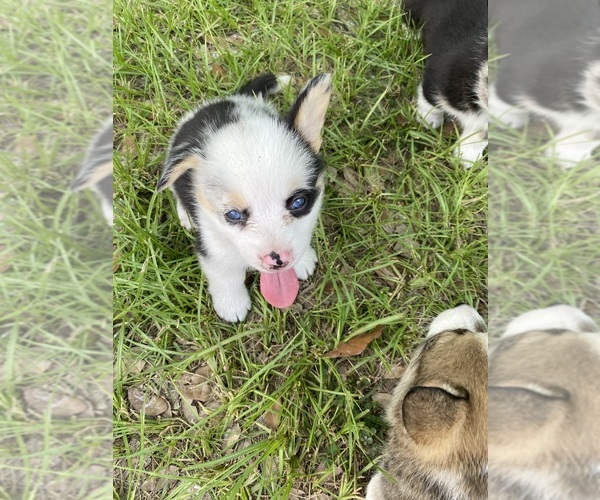 Medium Photo #6  Breeder Profile in BRANDON, FL, USA