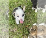 Small #5 Breeder Profile image