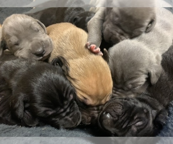 Medium Photo #1  Breeder Profile in MCDONOUGH, GA, USA