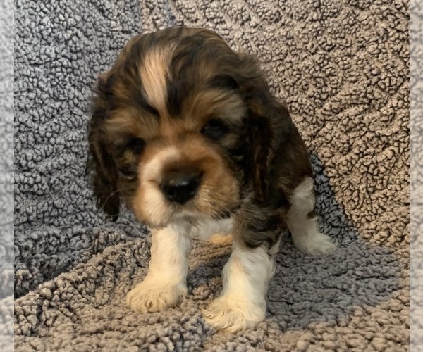 Medium Photo #14  Breeder Profile in STUART, FL, USA