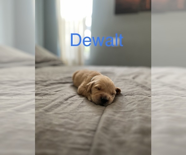 Medium Photo #32  Breeder Profile in BROOKSVILLE, FL, USA