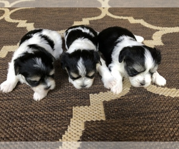 Medium Photo #1  Breeder Profile in YADKINVILLE, NC, USA