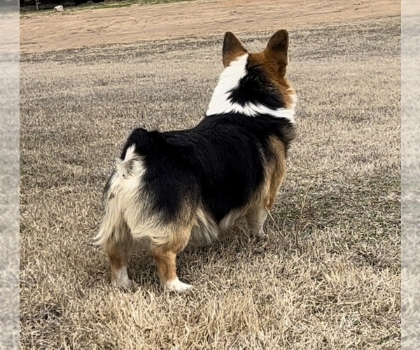 Medium Photo #3  Breeder Profile in AMES, OK, USA