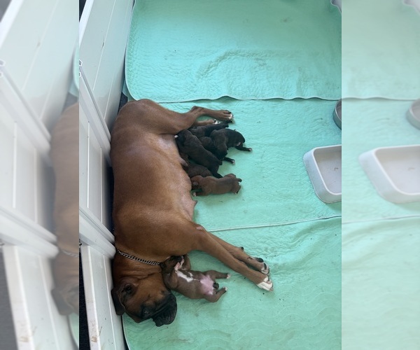 Medium Photo #1  Breeder Profile in HAVERHILL, MA, USA