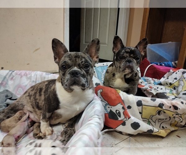 Medium Photo #1  Breeder Profile in LAMAR, MS, USA
