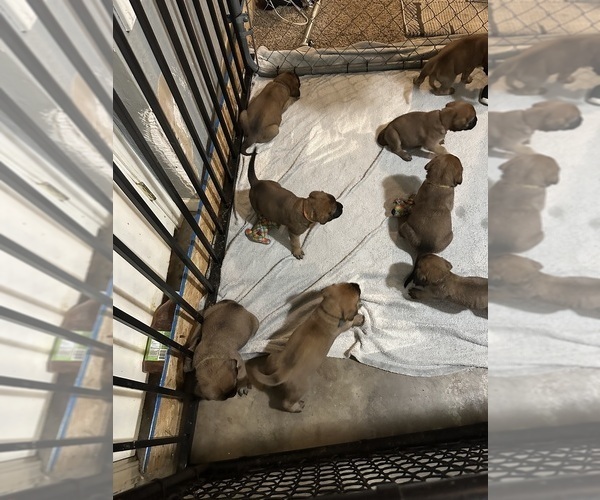 Medium Photo #9  Breeder Profile in ENID, OK, USA
