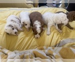 Small #24 Breeder Profile image