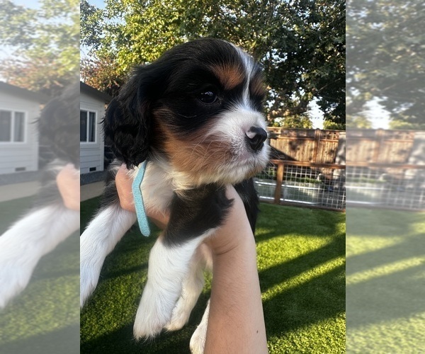 Medium Photo #8  Breeder Profile in SANTA ROSA, CA, USA