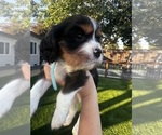 Small #7 Breeder Profile image
