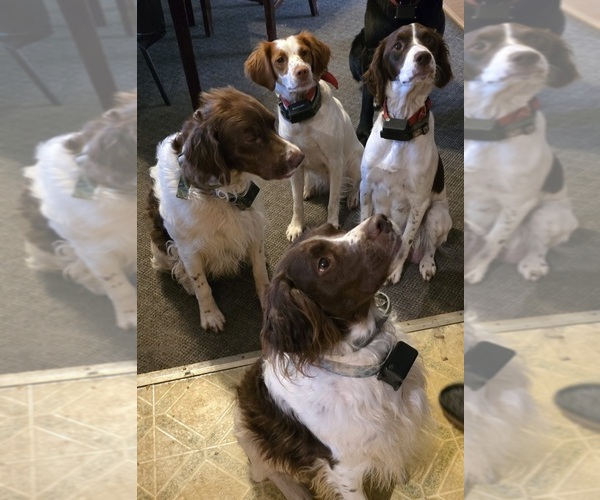 Medium Photo #8  Breeder Profile in MOHAWK, NY, USA