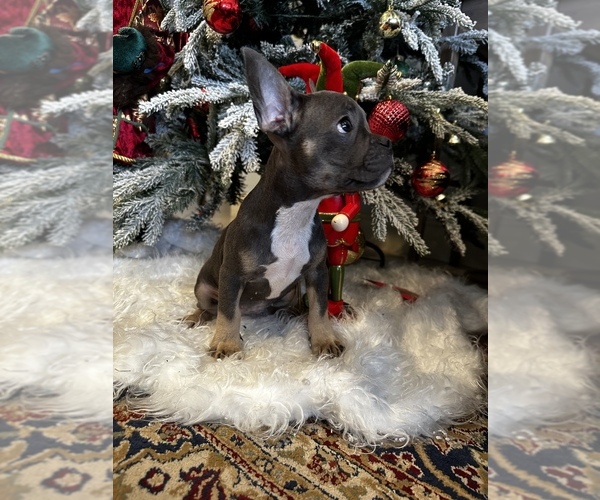 Medium Photo #6  Breeder Profile in BOCA RATON, FL, USA