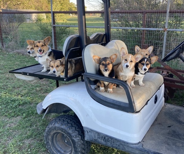 Medium Photo #1  Breeder Profile in BURLESON, TX, USA