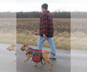 Boxer Dog Breeder near Birch Run, MI, USA