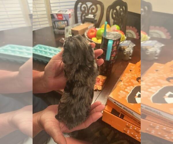 Medium Photo #3  Breeder Profile in OCILLA, GA, USA