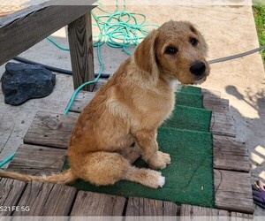 Labradoodle-Labrador Retriever Mix Dog Breeder near ATHELSTANE, WI, USA