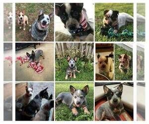 Texas Heeler Dog Breeder near LAURENS, SC, USA