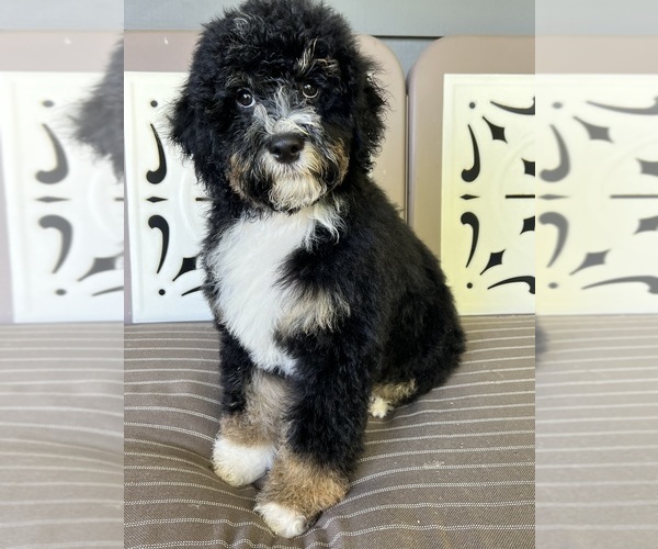 Medium Photo #8  Breeder Profile in RICHMOND, IL, USA