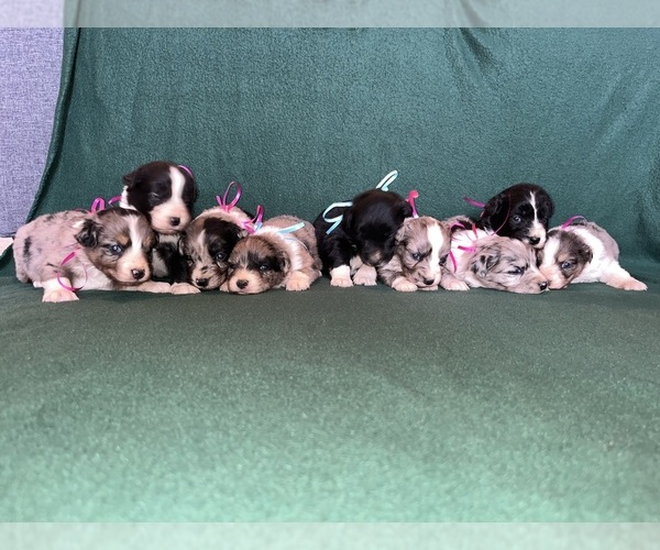 Medium Photo #3  Breeder Profile in CHIMAYO, NM, USA