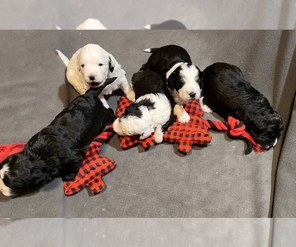Medium Photo #1  Breeder Profile in COUNCIL GROVE, KS, USA