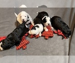 Small breeder photo