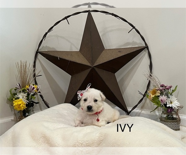 Medium Photo #6  Breeder Profile in GRIFFIN, GA, USA