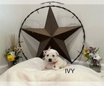 Small #5 Breeder Profile image