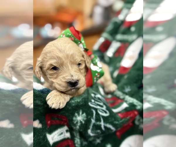 Medium Photo #4  Breeder Profile in HAZEL GREEN, KY, USA