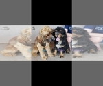 Small #8 Breeder Profile image