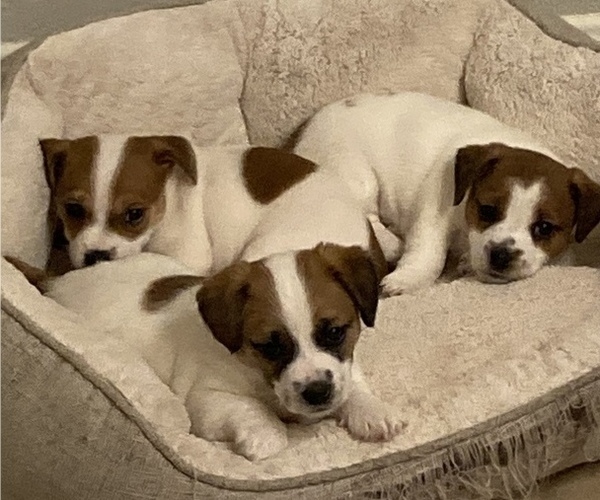 Medium Photo #1  Breeder Profile in ATASCADERO, CA, USA