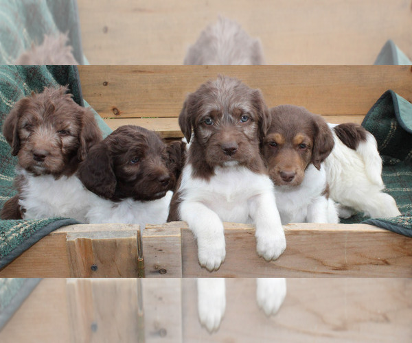 Medium Photo #1  Breeder Profile in WHITE POST, VA, USA