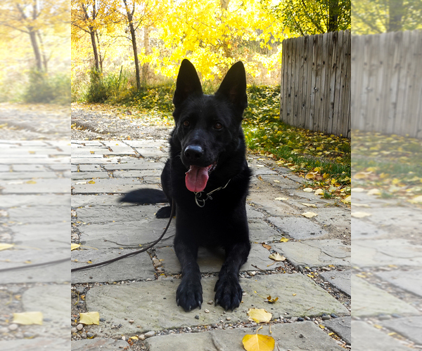 Medium Photo #1  Breeder Profile in CODY, WY, USA