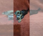Small #278 Breeder Profile image