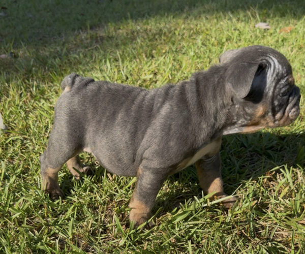 Medium Photo #4  Breeder Profile in PACE, FL, USA